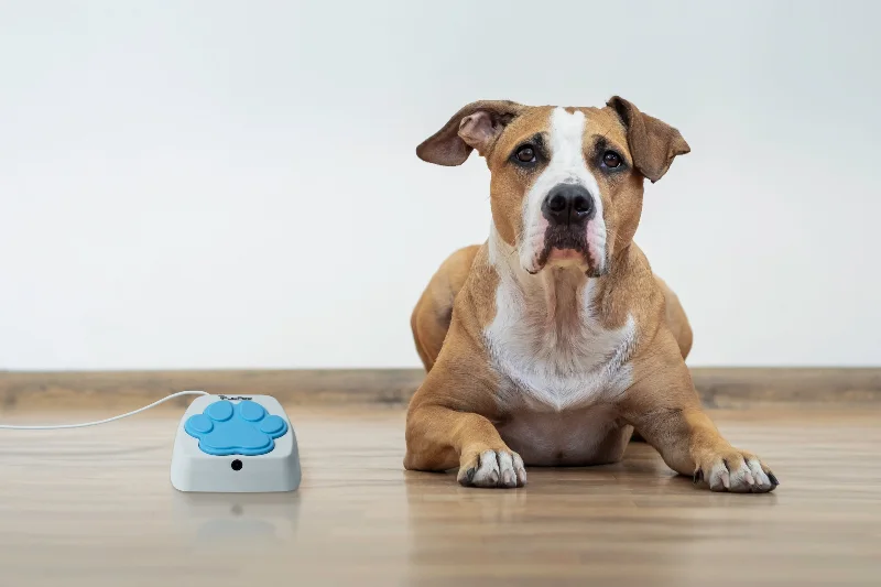 How To Launch A Pet Product In 2026